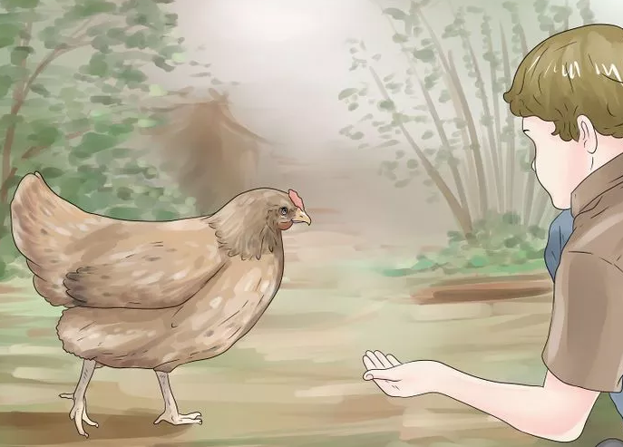 Tavuklar ile Nasıl Konuşulur 3