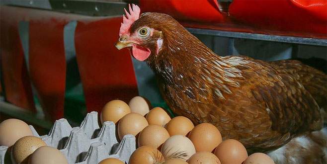 Yumurta İçin Deki Tavuk mu Horoz mu Nasıl Anlarız