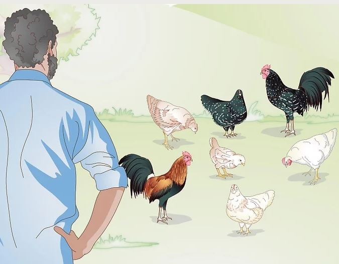 Civciv Piliç ve Yaşlı Tavuklarımıza Nasıl Bakmalıyız 3