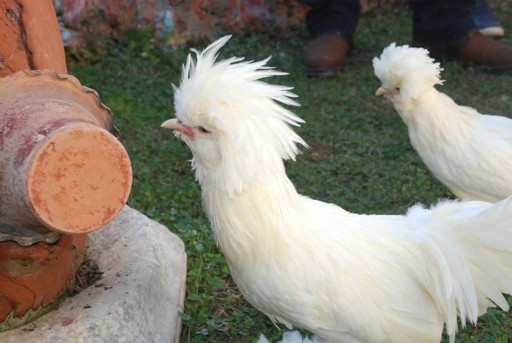 Tavuklarımız Ve Civcivlerimiz İçin Ne Marka Yemleri Kullanmalıyız