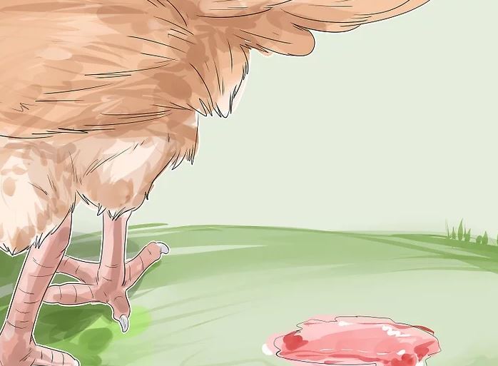 Hasta Tavuk Nasıl Anlaşılır