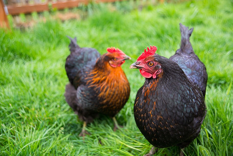 Tavuk Yumurtaları Hakkında Merak Edilen 10 Sorunun Yanıtı 5