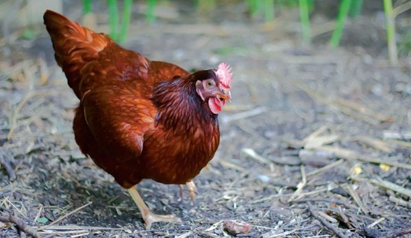 Tavuk ırkları önemli ölçüde farklıdır. Bu nedenle, ırkları seçerken sizin için neyin önemli olduğunu (ete, davranışa, yer gereksinimlerine, hava şartlarına dayanıklılığa) dikkat edin. Tavuklarınız rahatsa - çok sıcak veya soğuk değil - daha fazla yumurta ve daha iyi et üretecek ve onlar da daha sağlıklı olacak. Sonunda, tavuklarınızın neye ihtiyacı olduğunu ve neler sunduğunuzu araştırın. Sürüsünüzün mutlu ve üretken olmasını sağlamanın uzun bir yolu olacak.