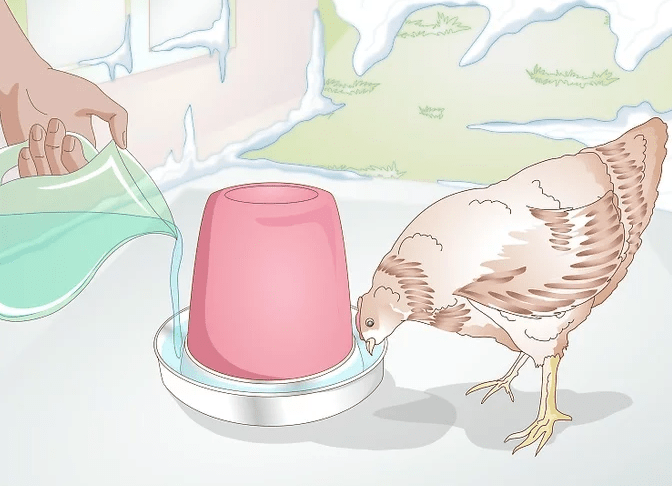 Kış aylarında tavuklar nasıl beslenir?