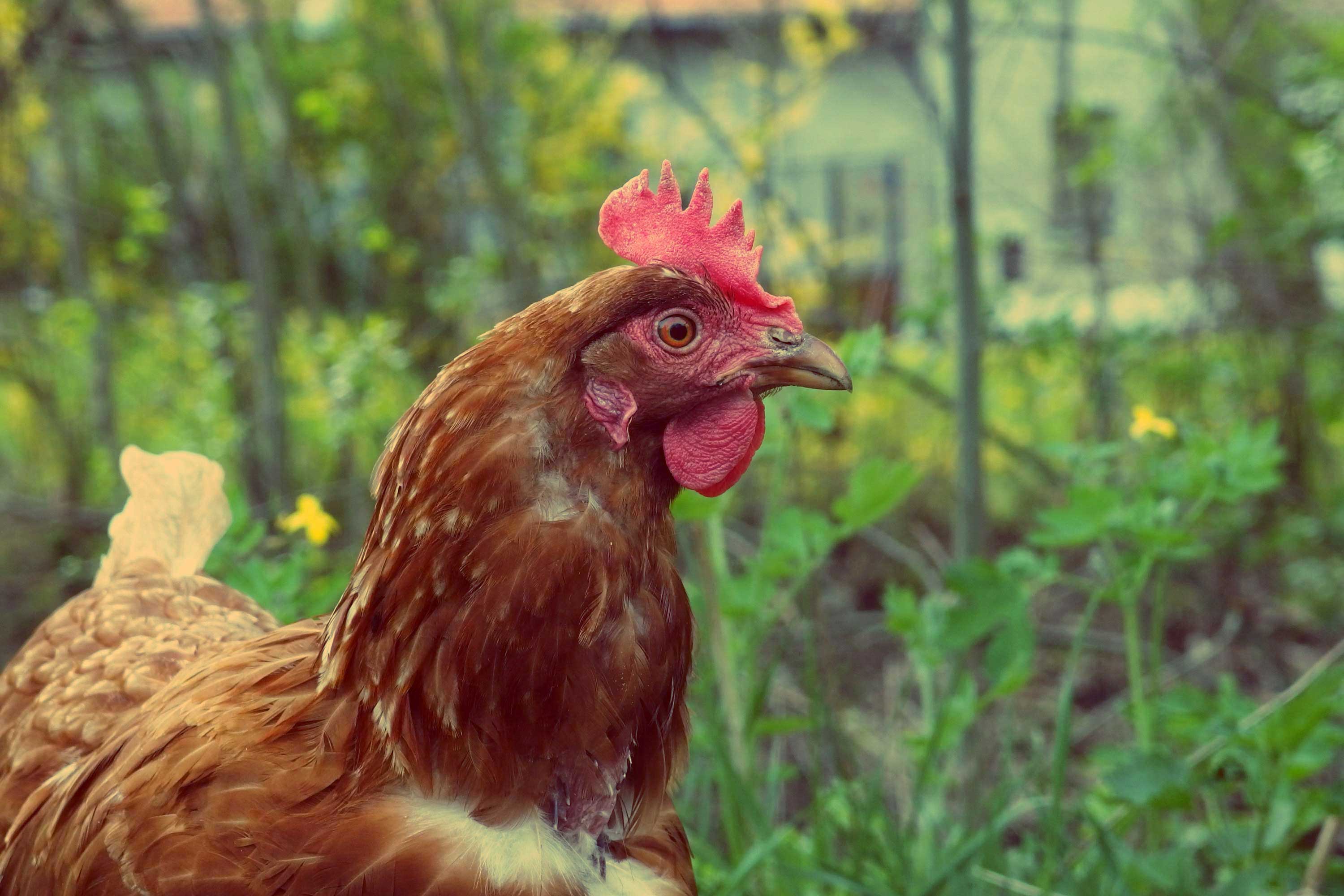 Tavukların Yumurta Verimi Neden Düşer?