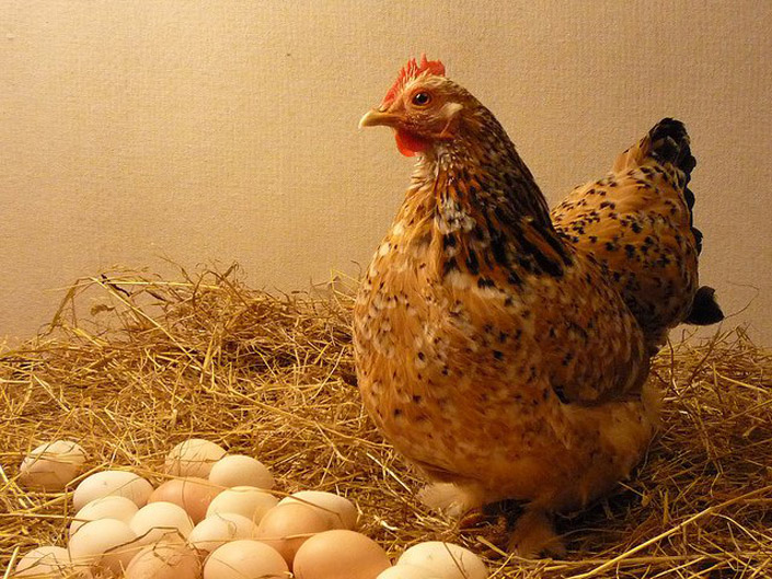 yumurta tavugu yumurtasini yiyorsa ne yapmalisiniz