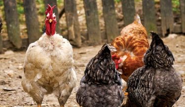 Tavuk Sağlığı - Sürünüzü Etkileyebilecek Hastalıklar