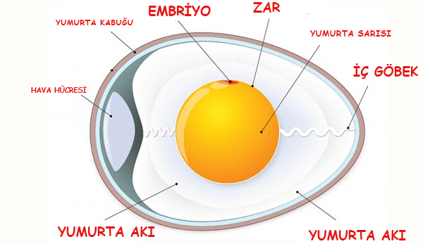 Yumurtanın Anatomisi