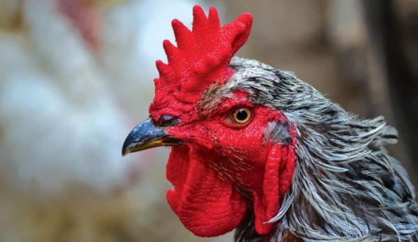 Tavuk Tarakları: Stilleri, Faydaları ve Amaçları