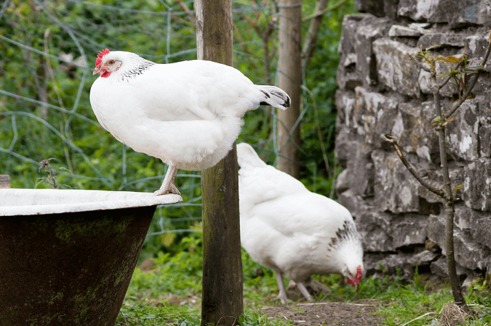 Sussex Tavuk Özellikleri Yumurta Rengi 