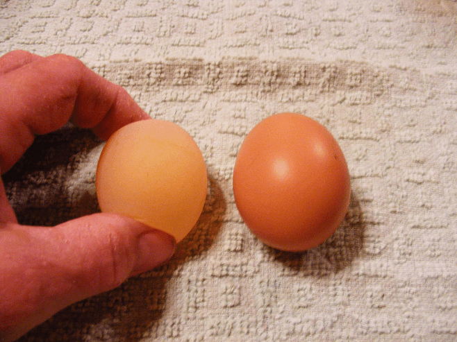 Çift Sarılı Yumurta Sebebi ve Nedenleri 