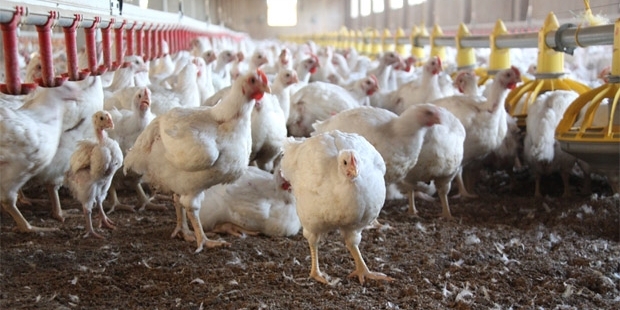tavuklara antibiyotik nasil verilir