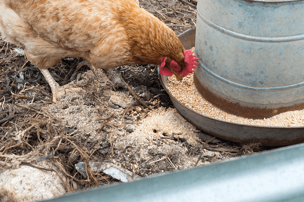 Chicken Eating out of Feeder