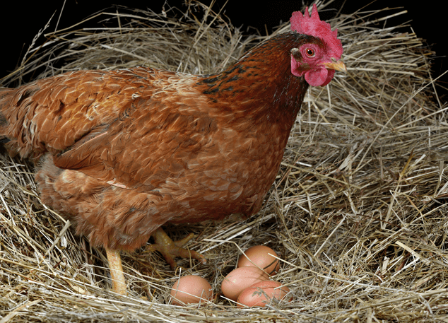 Chicken Nesting