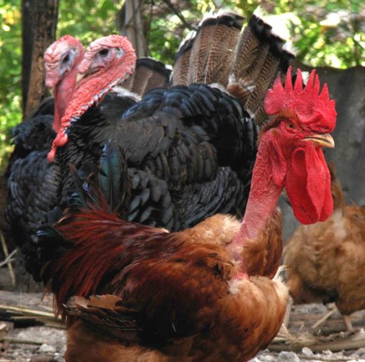 Türken tavuk cinsi ve özellikleri