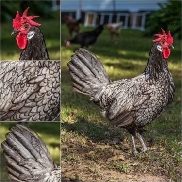 Pictures of Andalusian Chicken min