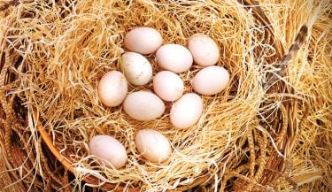 incubate eggs featured 767539498