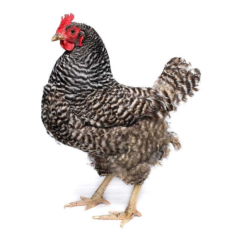 plymouth rock chicken 141462334