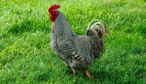 plymouth rock rooster 77907370