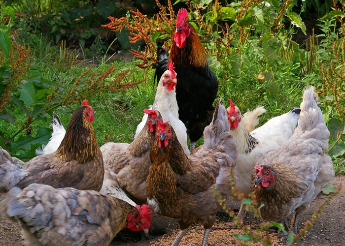 Tavuk Yetiştirmek için 8 Basit İpucu