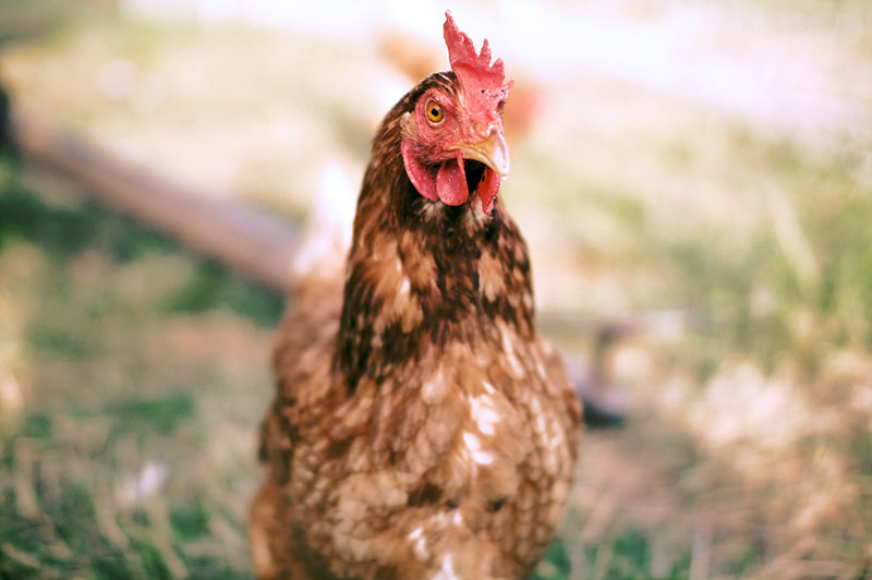 Organik Tavuk Yetiştiriciliği Hakkında Her Şey