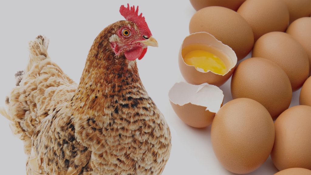 tavuk yumurtalarini nasil satariz