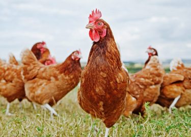 Tavuklarda Mide Problemleri Nelerdir?