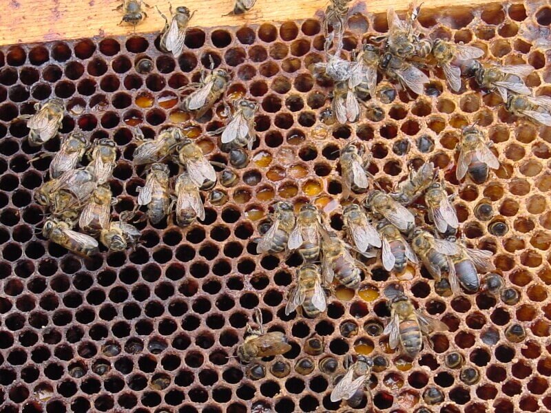 Arı Hastalıkları