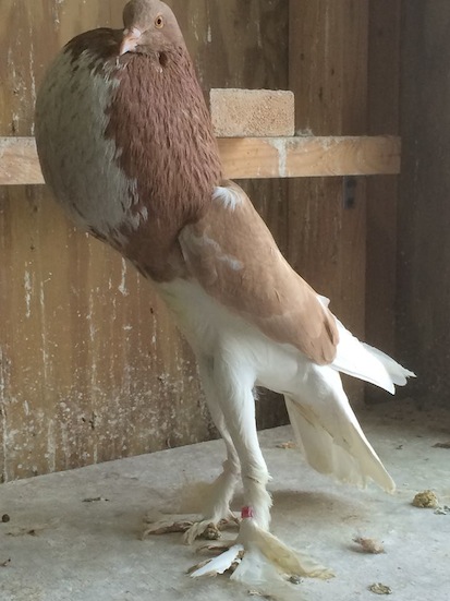 Champion Yellow English Pouter with nice stance and globe