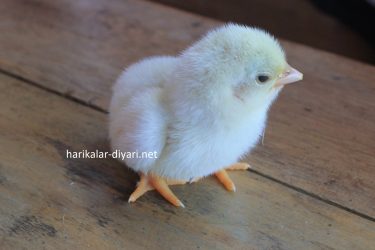 chick-946790_1920