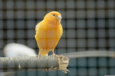Mosaic Canary Traits Feeding Care Types