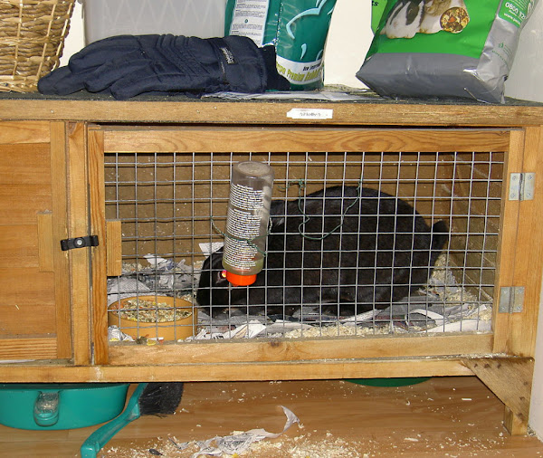 Tavşan Kafesi Yapımı