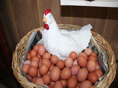 Tavuk Üretimi: Yumurta ve Et İçin Doğru Rasyon