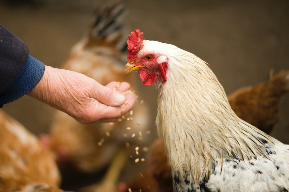Evde Tavuk Bakımı Nasıl Yapılır?