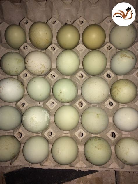 Kuluçkalık Yumurta Satışı: Güvenilir Satıcılar ve Öneriler