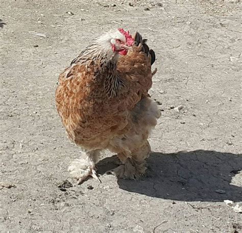 Tavuk Kurutma Mantarı ve Kuluçkalık Yumurtası