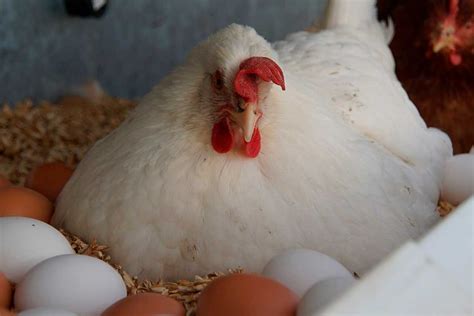-Çift Sarılı Yumurta Veren Tavuklar