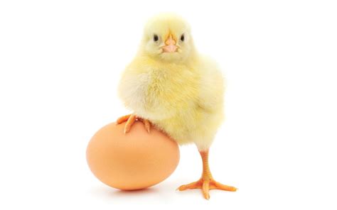 -Tavuk mu Yumurtadan Yumurta mı Tavuktan Çıkar?