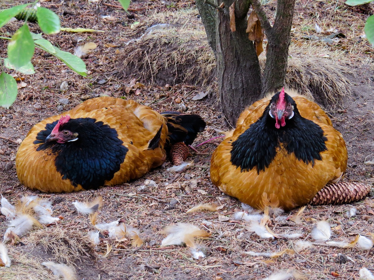 Gurk Tavuklarının Altına Çift Sayılı Yumurta Konulmaz