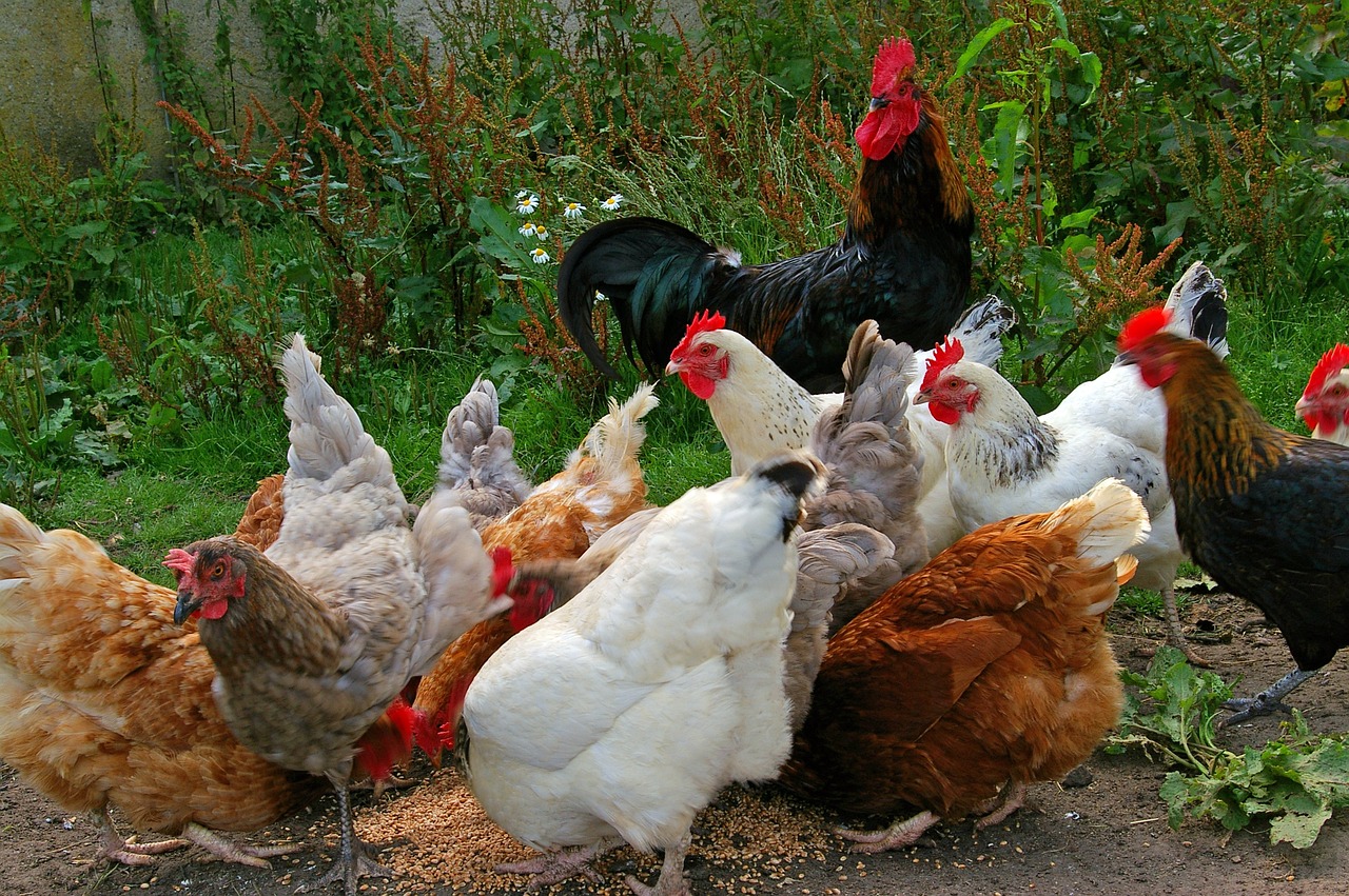 Kümes Tavuklarıyla İlgili Sık Sorulan Sorular