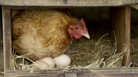 Hangi tavuklar en erken yumurtlar?