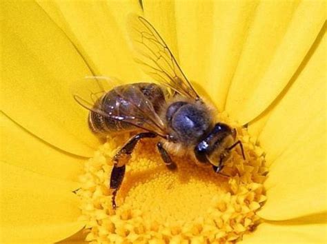 arılar ne zaman beslenir