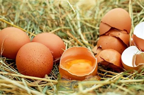 Tavuk yumurtasının döllenip döllenmediği nasıl anlaşılır?