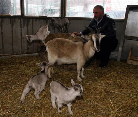 cüce keçi satılık