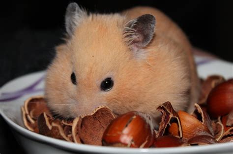 cüce hamster