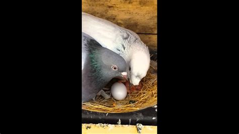 güvercin yumurtası kaç günde çıkar