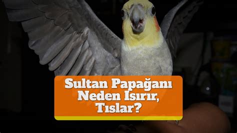 sultan papağanı neden tıslar