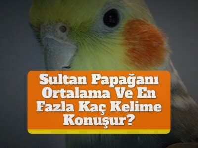 sultan papağanı kaç kelime konuşur