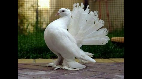 dünyanın en güzel güvercini