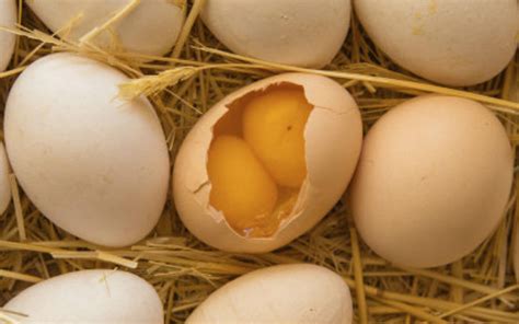 Çift sarılı yumurta nasıl ANLAŞILIR
